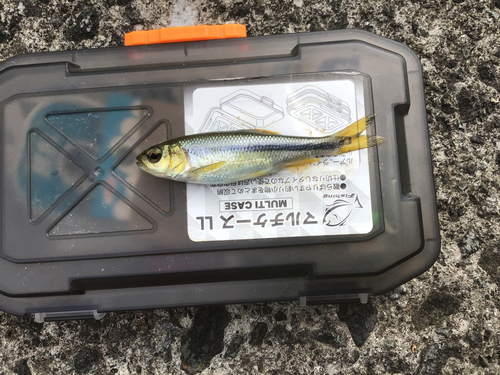 カワムツの釣果