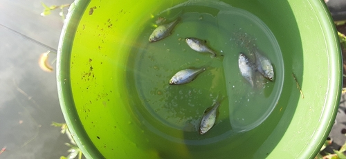 タイリクバラタナゴの釣果