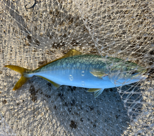 ツバスの釣果