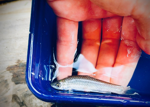 クチボソの釣果