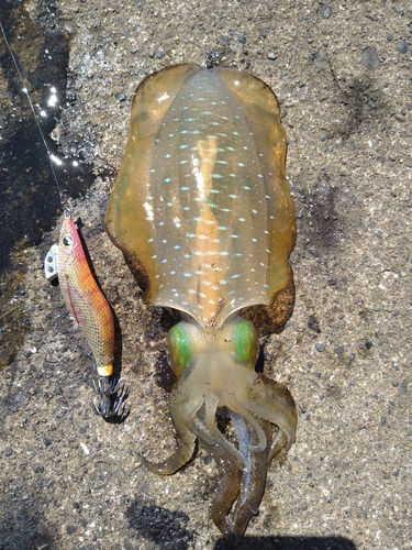 アオリイカの釣果