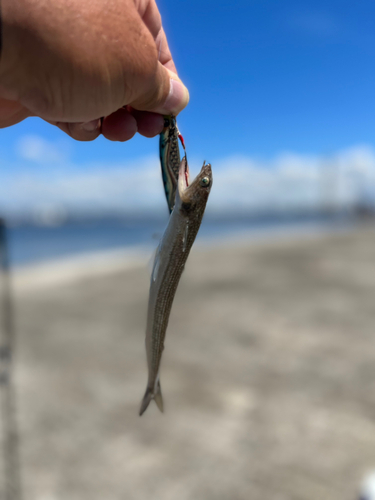 エソの釣果