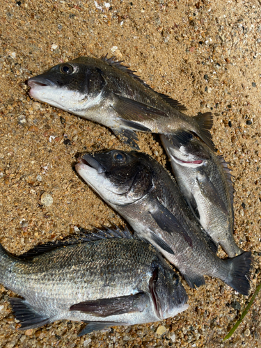 チヌの釣果