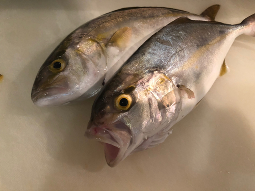 ショゴの釣果