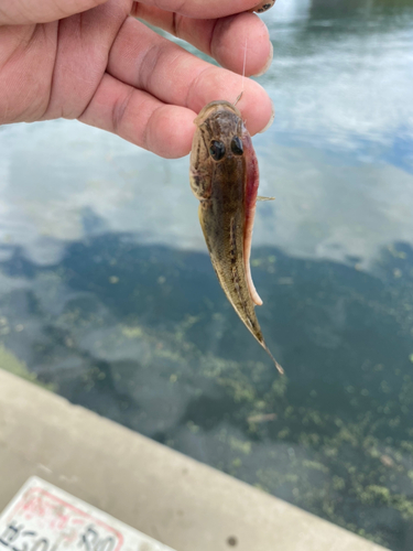 マハゼの釣果