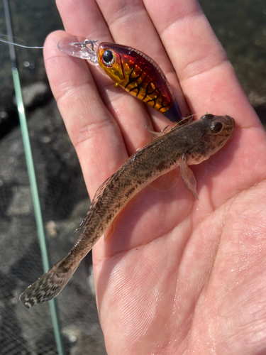 マハゼの釣果