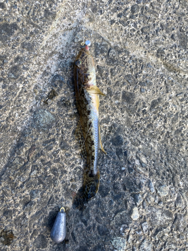 ハゼの釣果