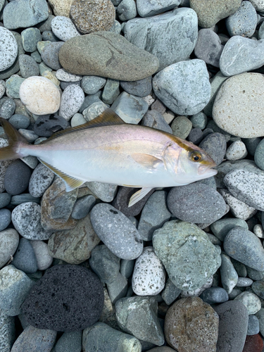 ショゴの釣果