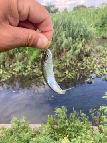 オイカワの釣果