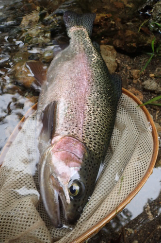 ニジマスの釣果