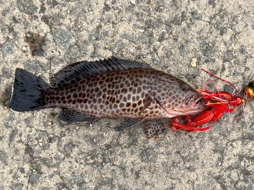 オオモンハタの釣果