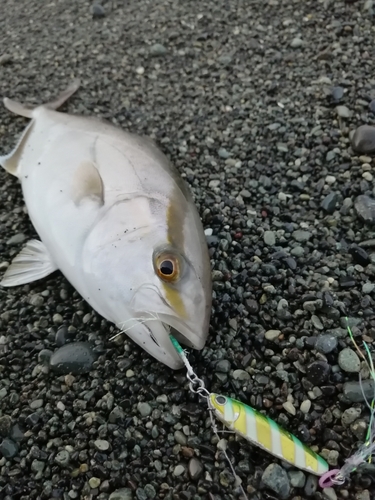 ショゴの釣果