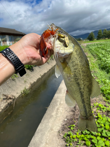 ブラックバスの釣果