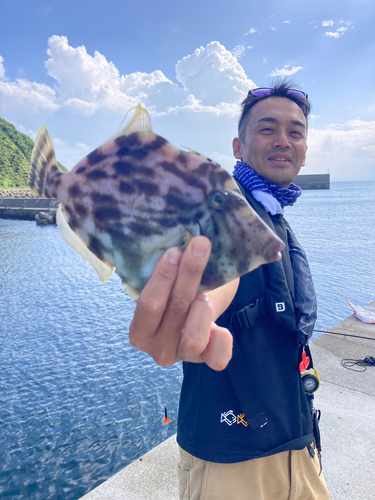 カワハギの釣果