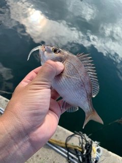 チャリコの釣果