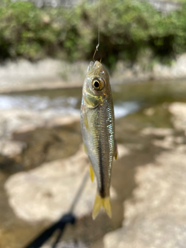 カワムツの釣果