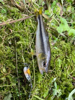 カワムツの釣果