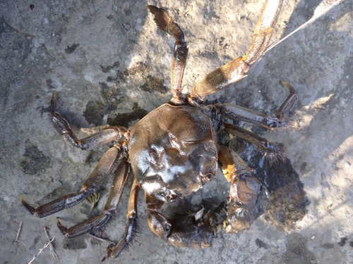 モクズガニの釣果