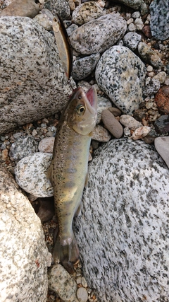 イワナの釣果