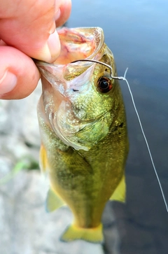 ラージマウスバスの釣果