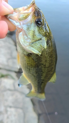 ラージマウスバスの釣果