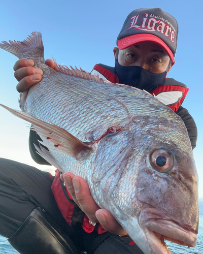 マダイの釣果