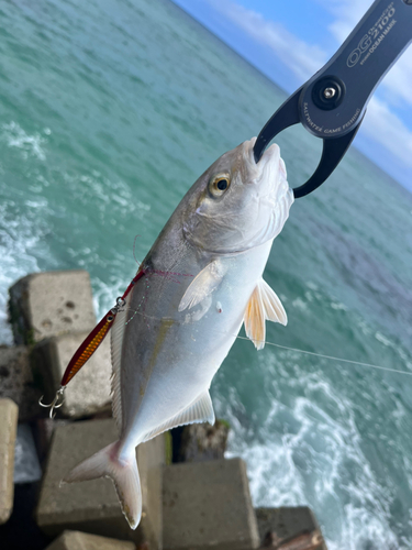 ショゴの釣果