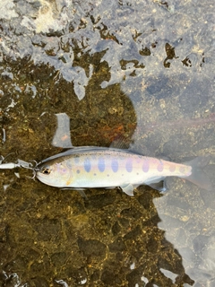 ヤマメの釣果