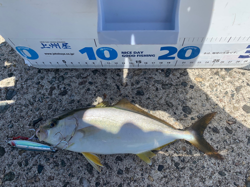 カンパチの釣果