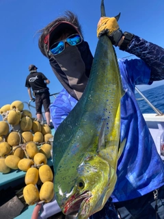 シイラの釣果