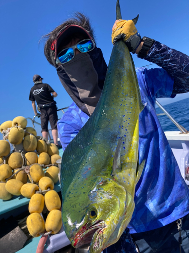 シイラの釣果