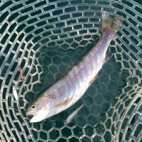 ニジマスの釣果