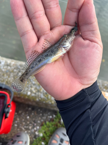 ハゼの釣果