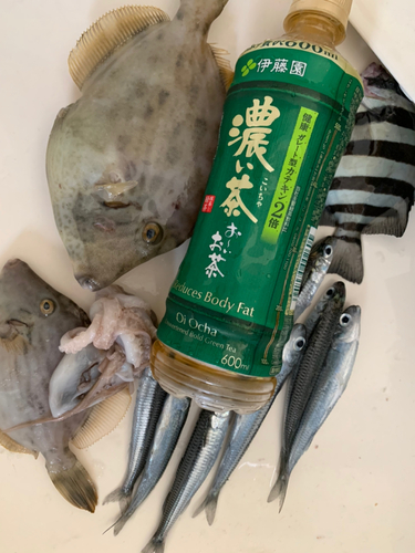 サンバソウの釣果