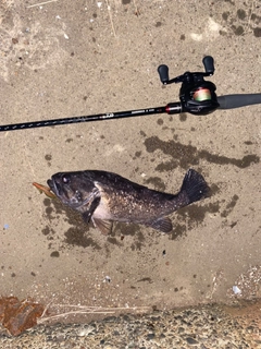 クロソイの釣果