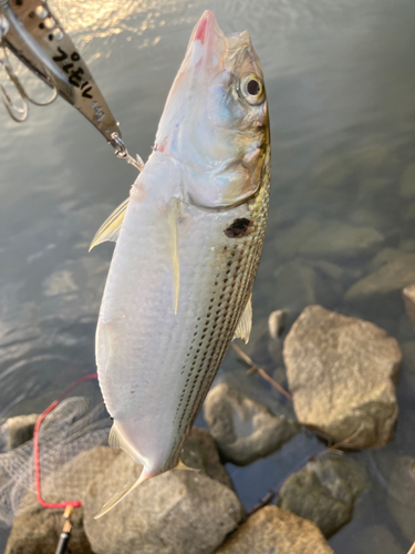 コノシロの釣果