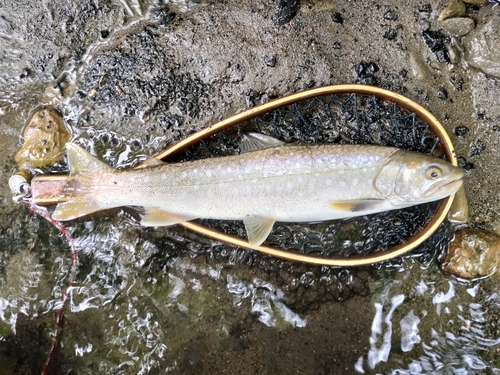 アメマスの釣果