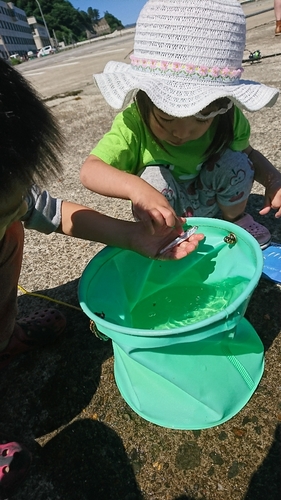 イワシの釣果