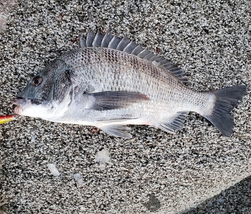 チヌの釣果