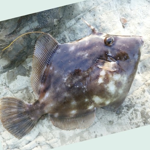 カワハギの釣果