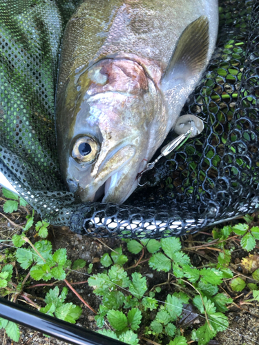 ニジマスの釣果