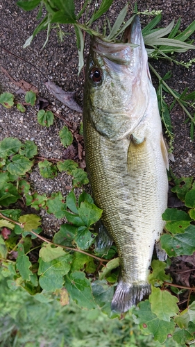 ブラックバスの釣果