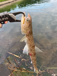 エソの釣果