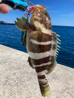 アオハタの釣果