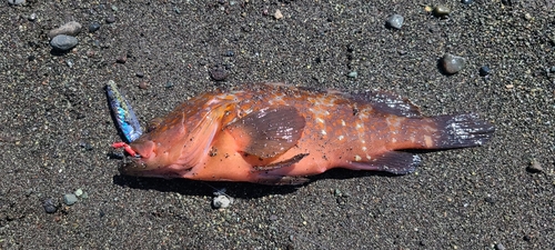 イナダの釣果