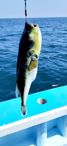 クロサバフグの釣果