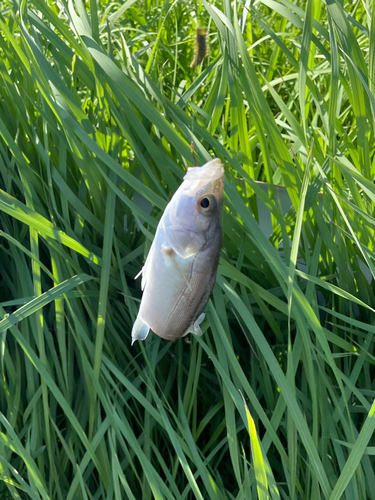 セイゴ（マルスズキ）の釣果