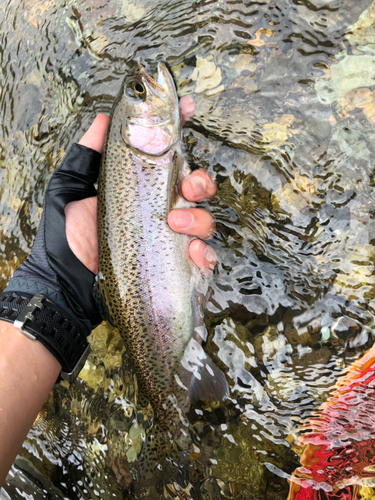 ニジマスの釣果