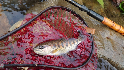 アマゴの釣果