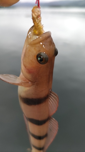 リュウグウハゼの釣果